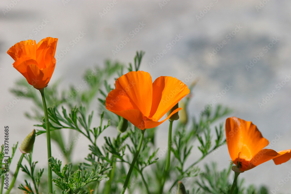 Obraz premium Beautiful photograph of California Poppy flowers