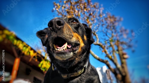 Smiling dog in nature. photo