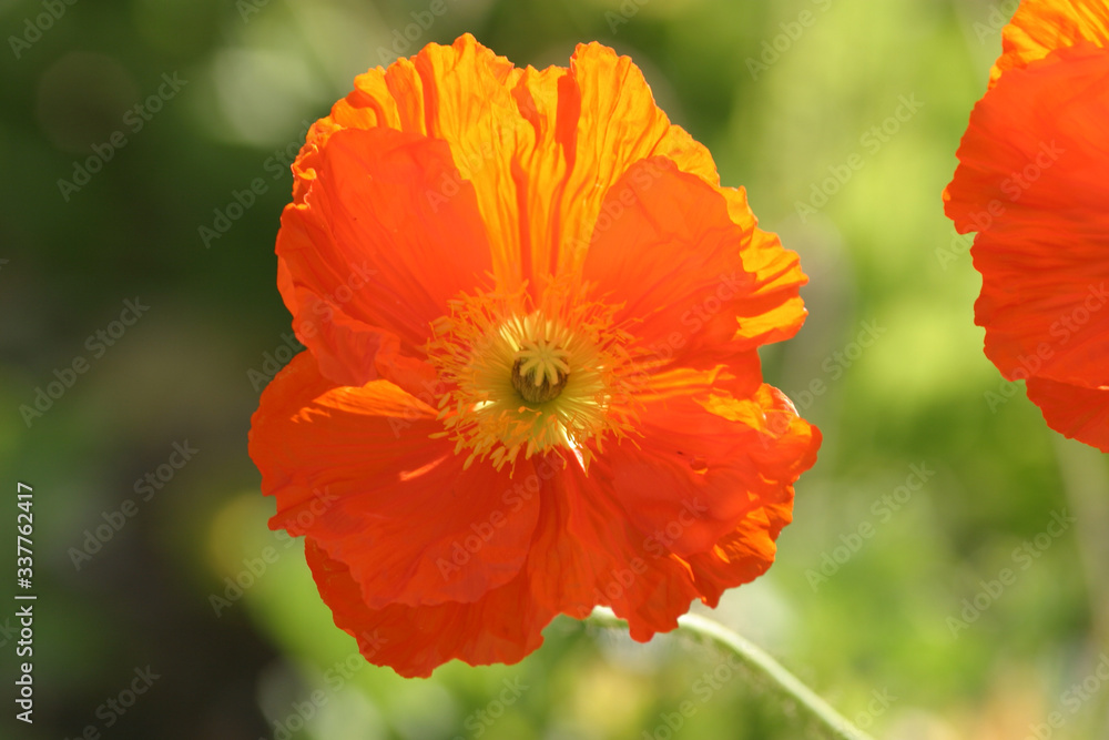 Beautiful photograph of an Orange Icelandic Poppy flower Beautiful photograph of an Orange Icelandic Poppy flower