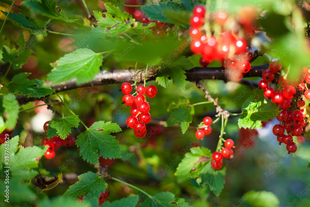 Sweet redcurrant on bush in garden in sunny day