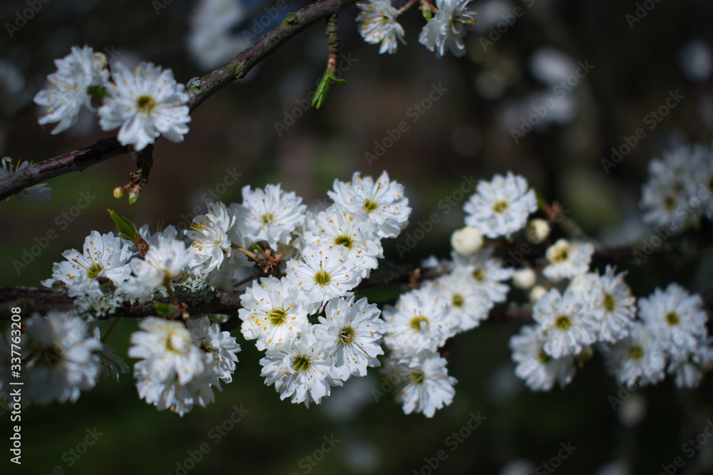 Sloe blossom - Pure white and delicate double flowers of blackthorn in bloom floral background. Flowers on small spiny branches in the spring garden in the sun Sloe blossom - Pure white and delicate double flowers of blackthorn in bloom floral background. Flowers on small spiny branches in the spring garden in the sun
