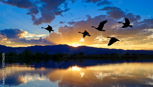 Canada geese flying over a lake at sunset