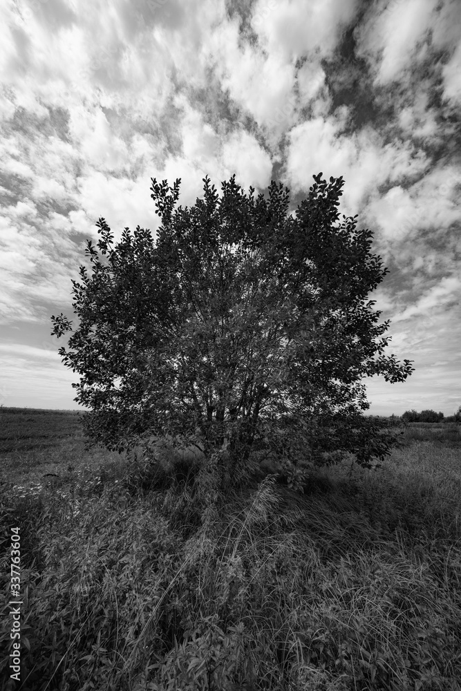 Drzewo na tle pochmurnego nieba B&W
