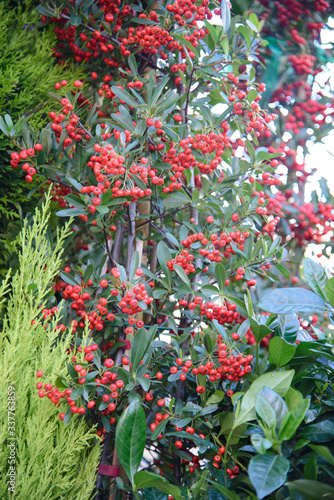 Hedge of plants with red berries. Used in the garden as a garden shrub or at Christmas as decorative branches.