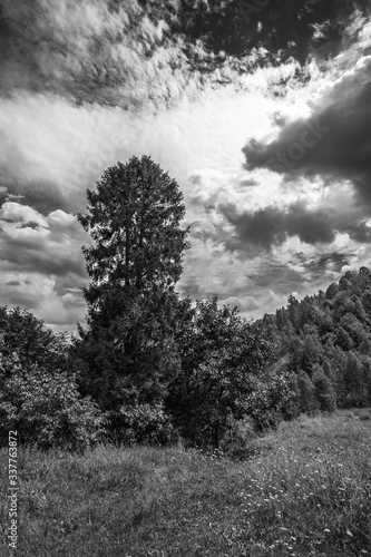 Obraz na płótnie Drzewo na tle pochmurnego nieba B&W w salonie