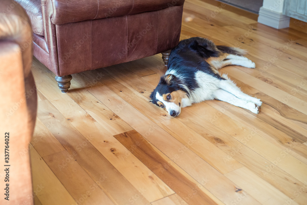 dog border collier laying on the floor home