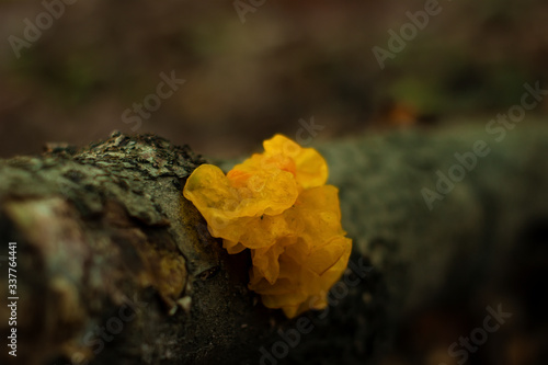 orange trembler on a branch in autumn, Russia photo