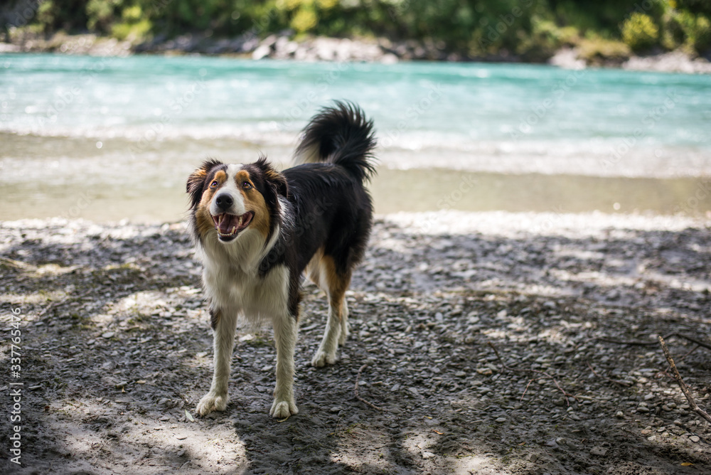 brown white dog border collie playing by the river