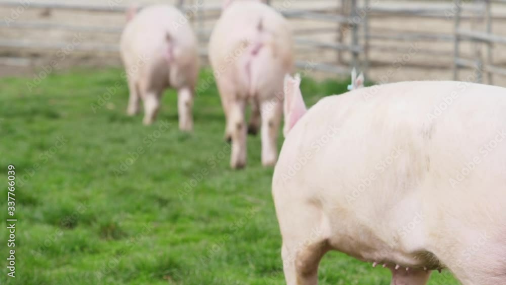 Free range pigs running in the farmyard. Slow motion view from behind Free range pigs running in the farmyard. Slow motion view from behind