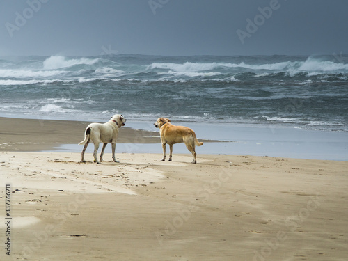 Dogs at Cannon Beach  Oregon