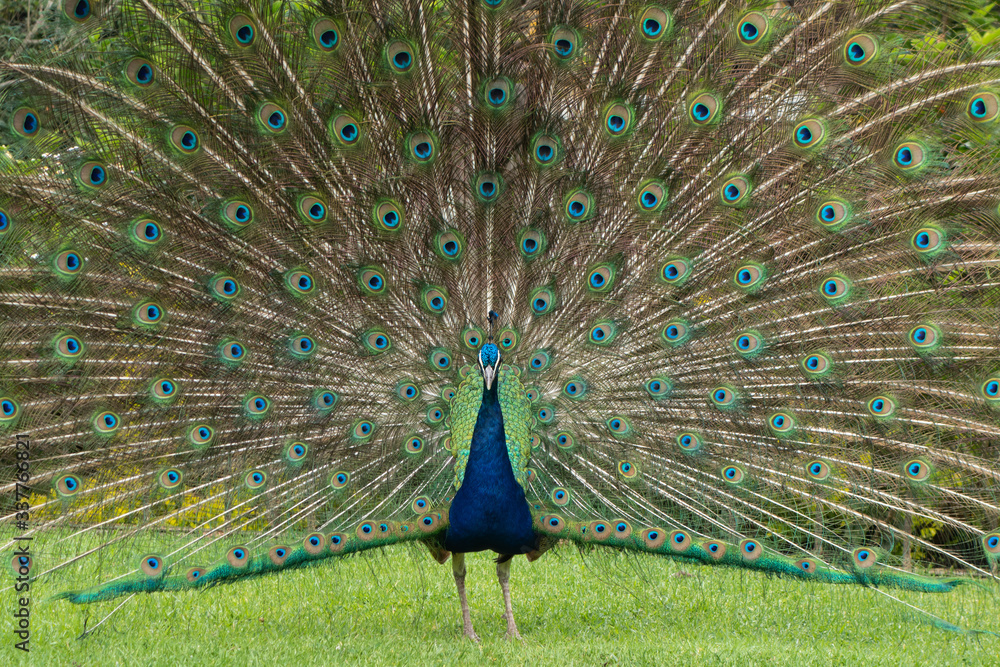 Obraz premium portraits of peacock