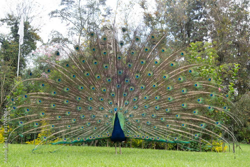 Obraz premium peacock in the park