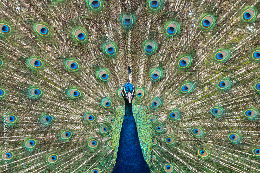 Obraz premium close up of peacock