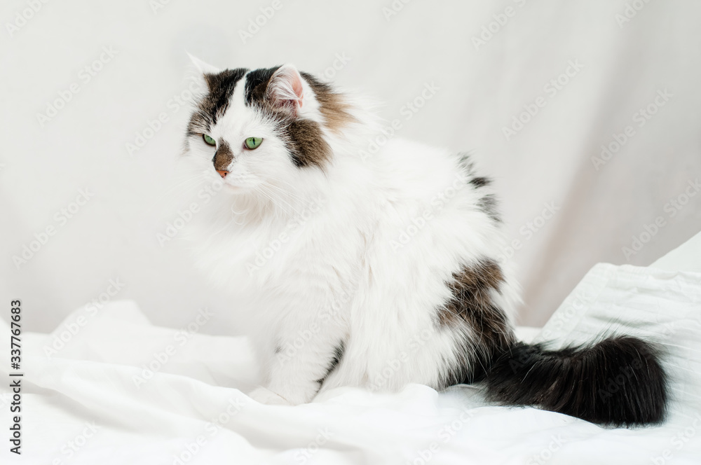 a two-color fluffy Siberian cat is lying on white bed linen