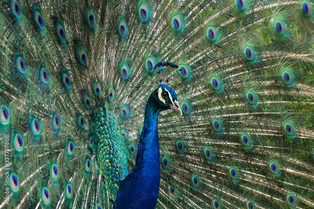 Obraz premium peacock with feathers out