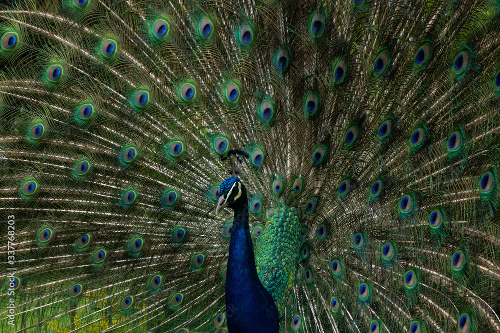 Naklejka premium close up of peacock