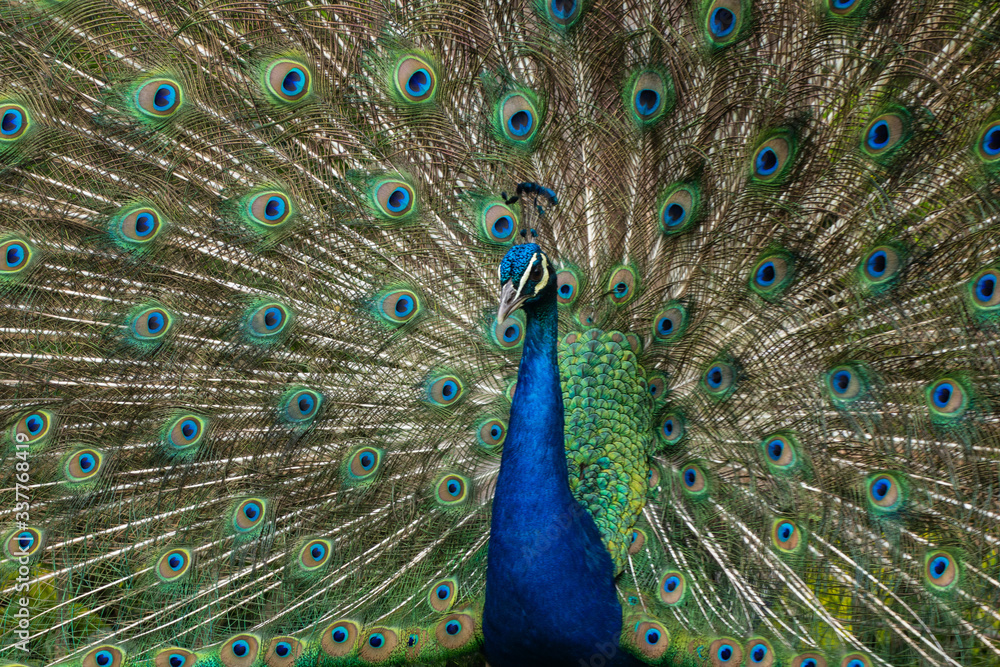 Naklejka premium peacock with feathers