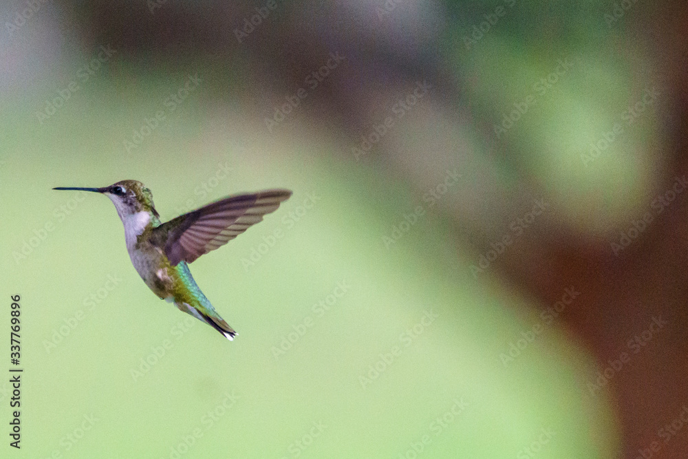 Fototapeta premium Hummingbirds in Flight 