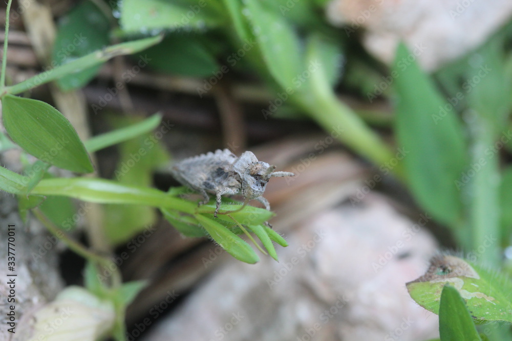 insect on a leaf insect on a leaf