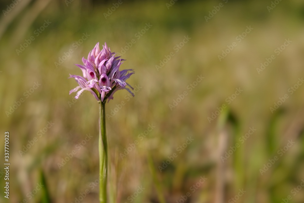 wild orchid in the woods in spring wild orchid in the woods in spring