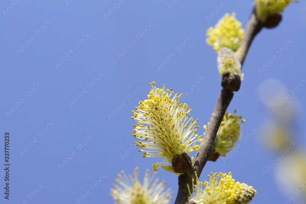 Fototapeta premium Blüte eines Palmkätzchens in Nahaufnahme