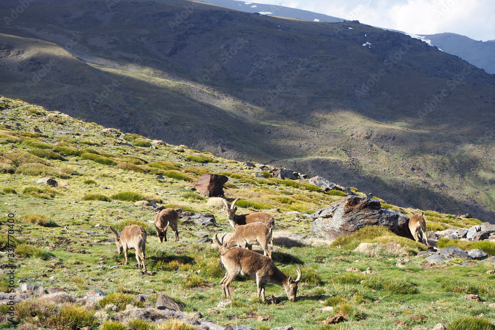 The herd of Iberian ibexes in the mountains covered by green grass on the sunny day