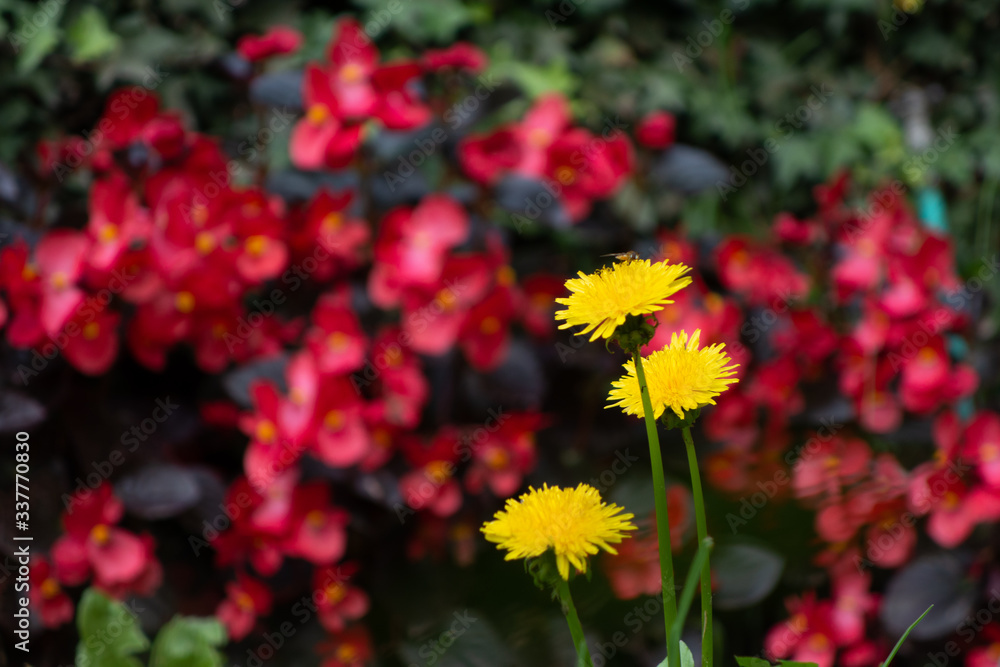flowers in the garden flowers in the garden