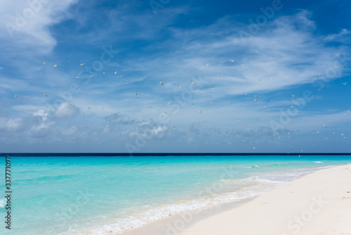 View of a tropical white beach with crystalline water and flying sea birds in Cayo de Agua (Los Roques Archipelago, Venezuela).