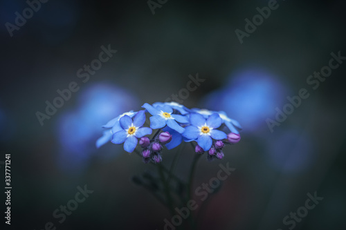 Wildflower Forget-me-not flower / Myosotis alpestris