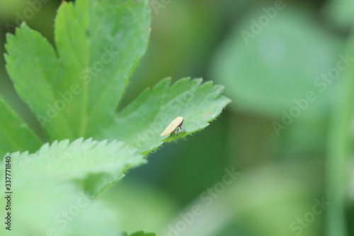 macro of a green caterpillar on a leaf