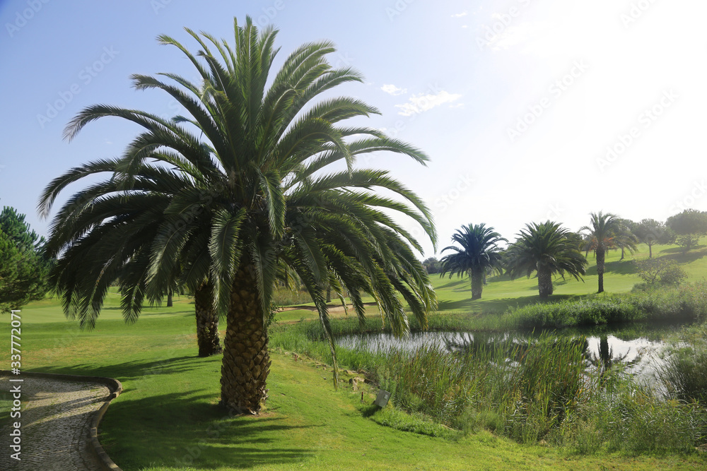 tropical green grass field with palm trees on a golf field.