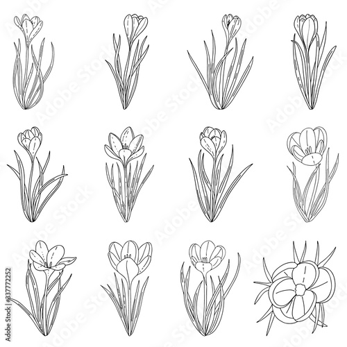 A set of manual contour crocuses.Black and white image.The first Spring flowers.Vector illustration.