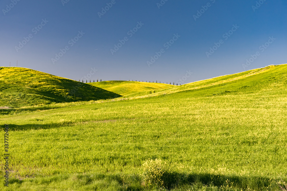 Fototapeta premium Lands of Tuscany in the Province of Siena Italy