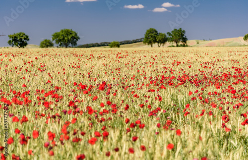 background with red poppies