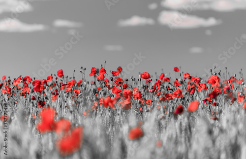 background with red poppies