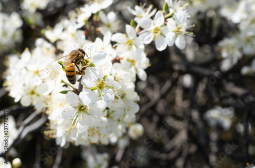 bees fly over fruit trees and pollinate white flowers, collect honey in spring. May bees collect honey