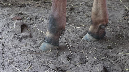 Brown cow's hoof in a stable