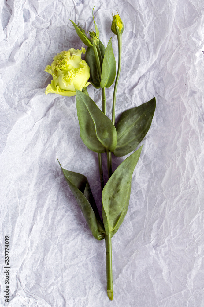 Bouquet of green and pink terry lisianthus and eucalyptus branches in a transparent round vase on white background. Bride bouquet Bouquet of green and pink terry lisianthus and eucalyptus branches in a transparent round vase on white background. Bride bouquet
