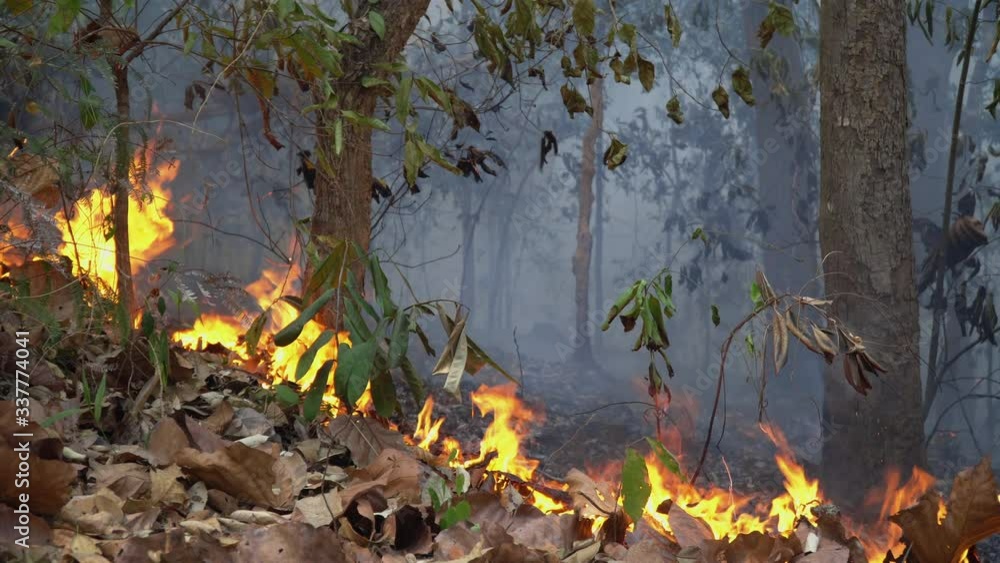 Forest fire disaster is burning caused by human Forest fire disaster is burning caused by human