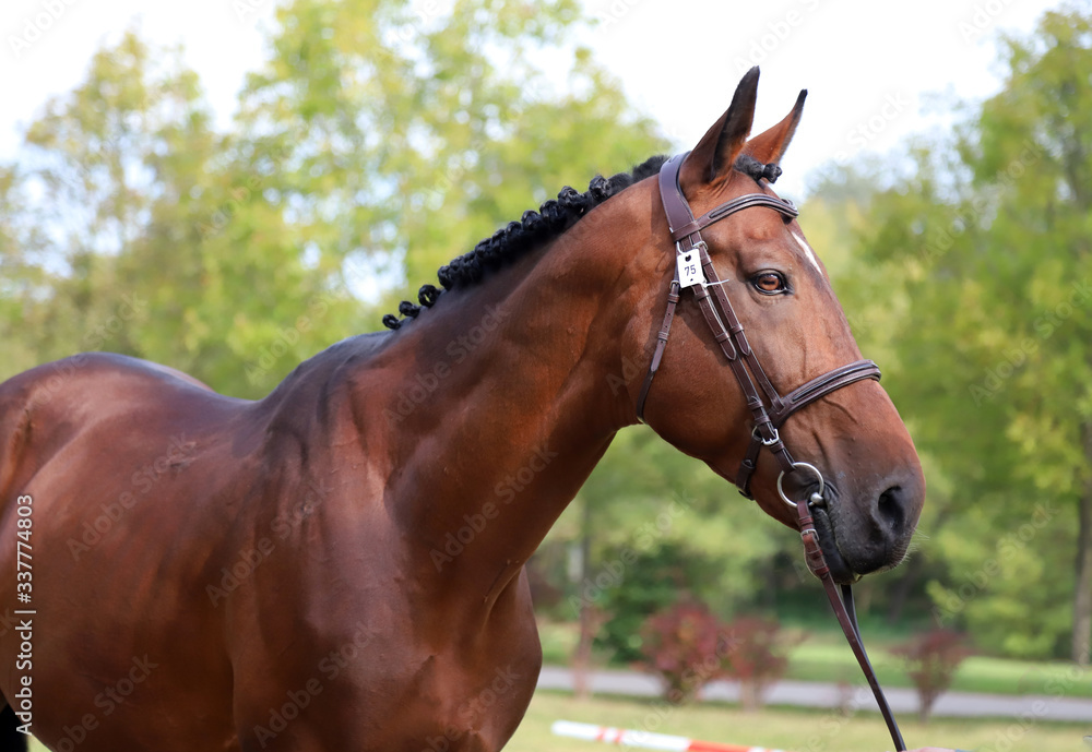 Obraz premium Brown colored race horse on natural green blur background in sunshine
