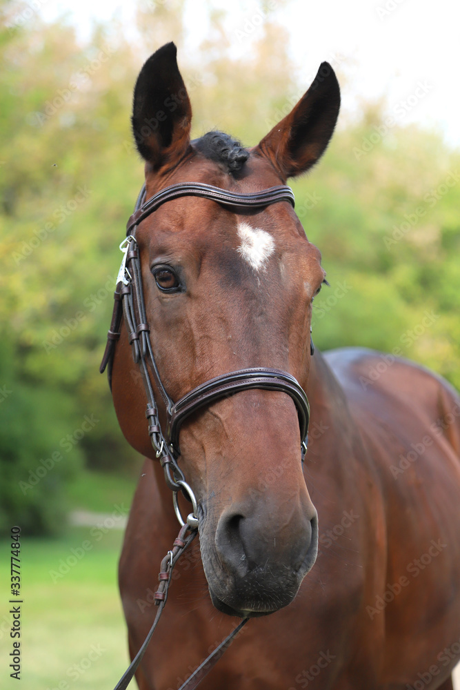 Obraz premium Brown colored race horse on natural green blur background in sunshine