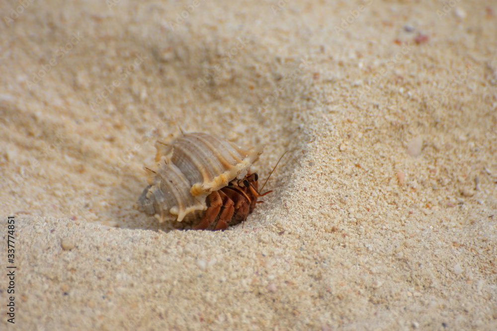 Hermit crab in sand pit