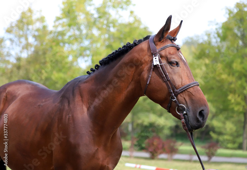 Brown colored race horse on natural green blur background in sunshine