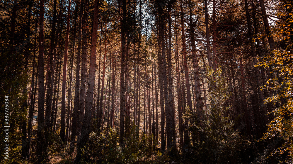 sunset in the woods with big trees sunset in the woods with big trees