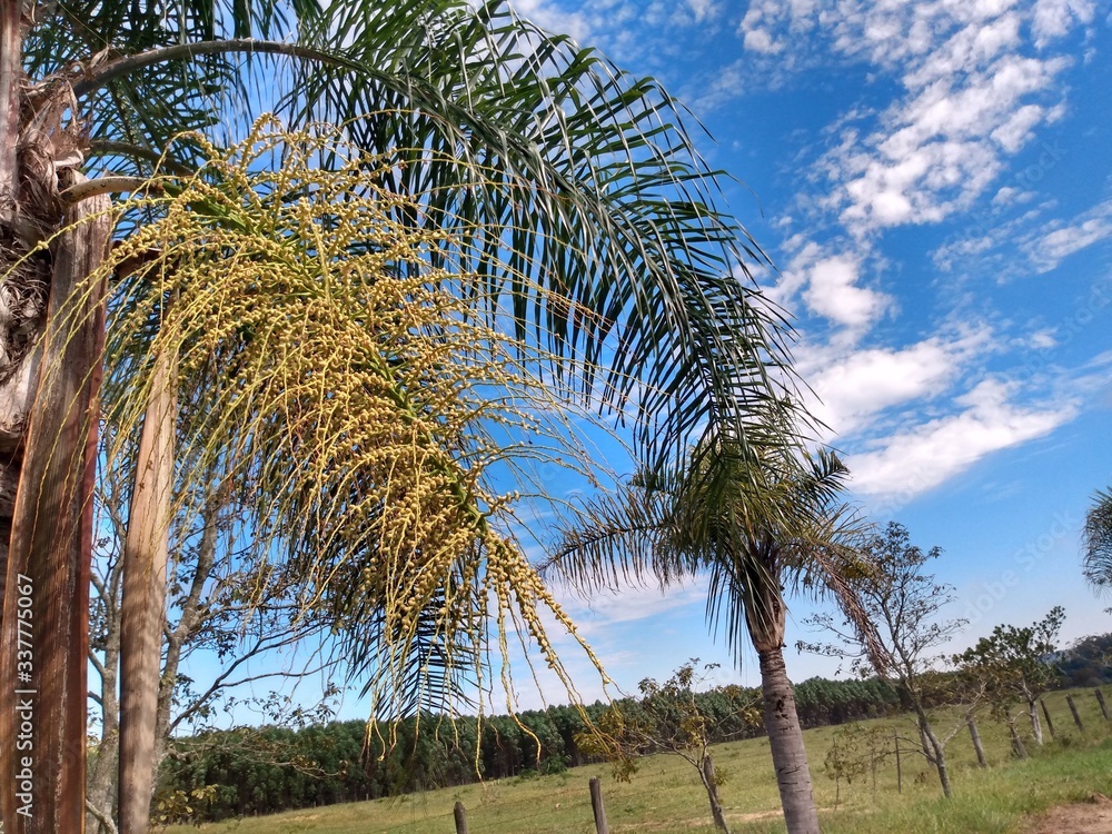 Naklejka premium coconut tree