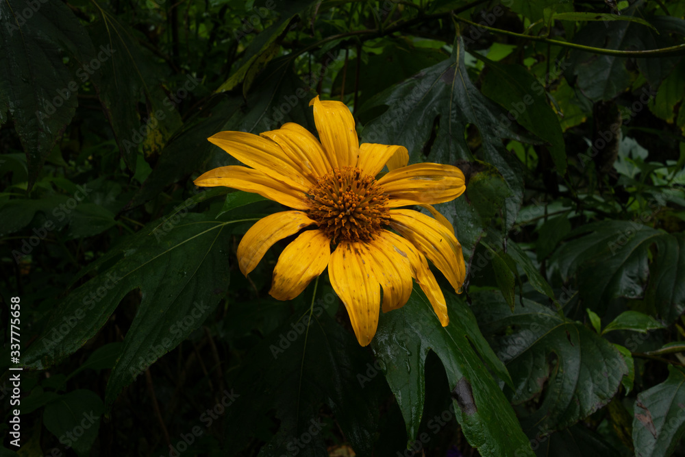 yellow flower yellow flower