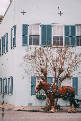 Brown horse pulling carriage in front of blue house in Charleston South Carolina