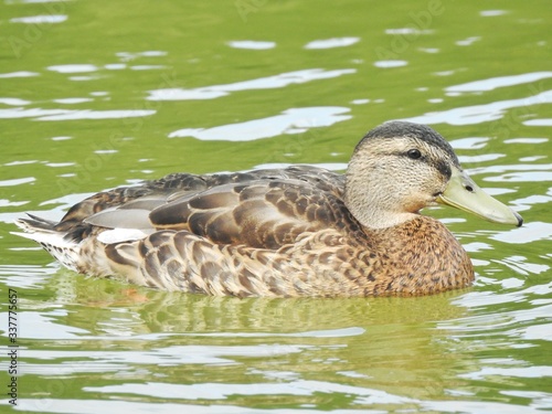 Portrait of a duck. © yuval