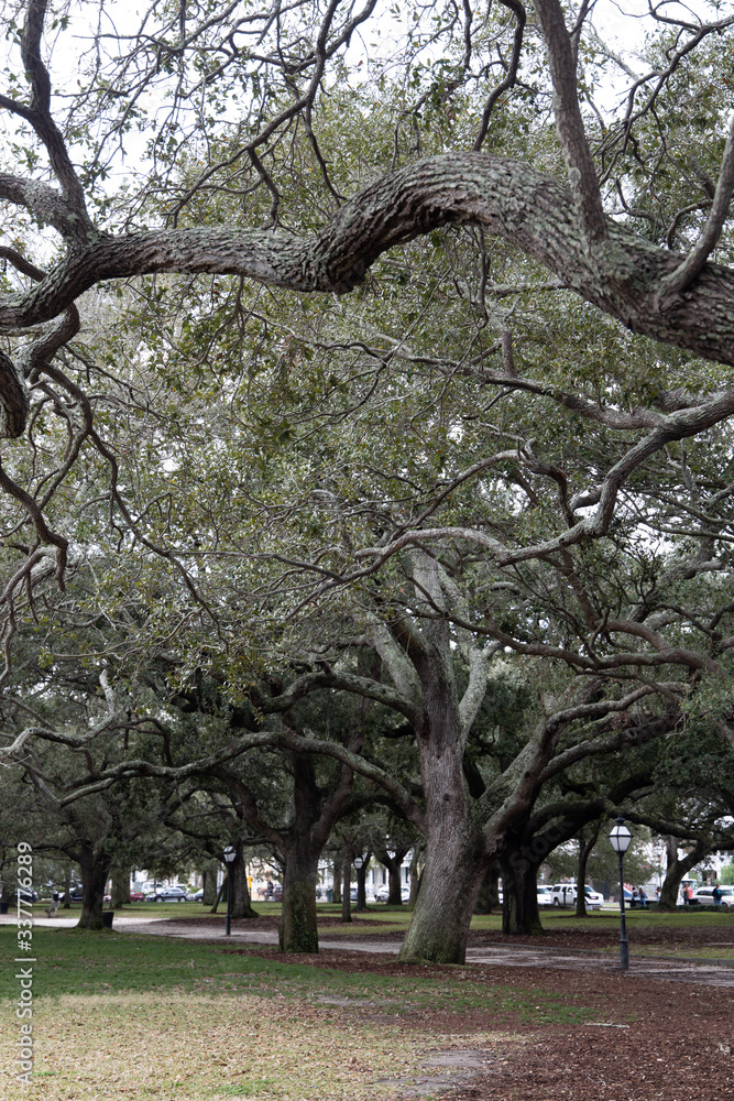 Obraz premium old creepy trees in charlestown south carolina