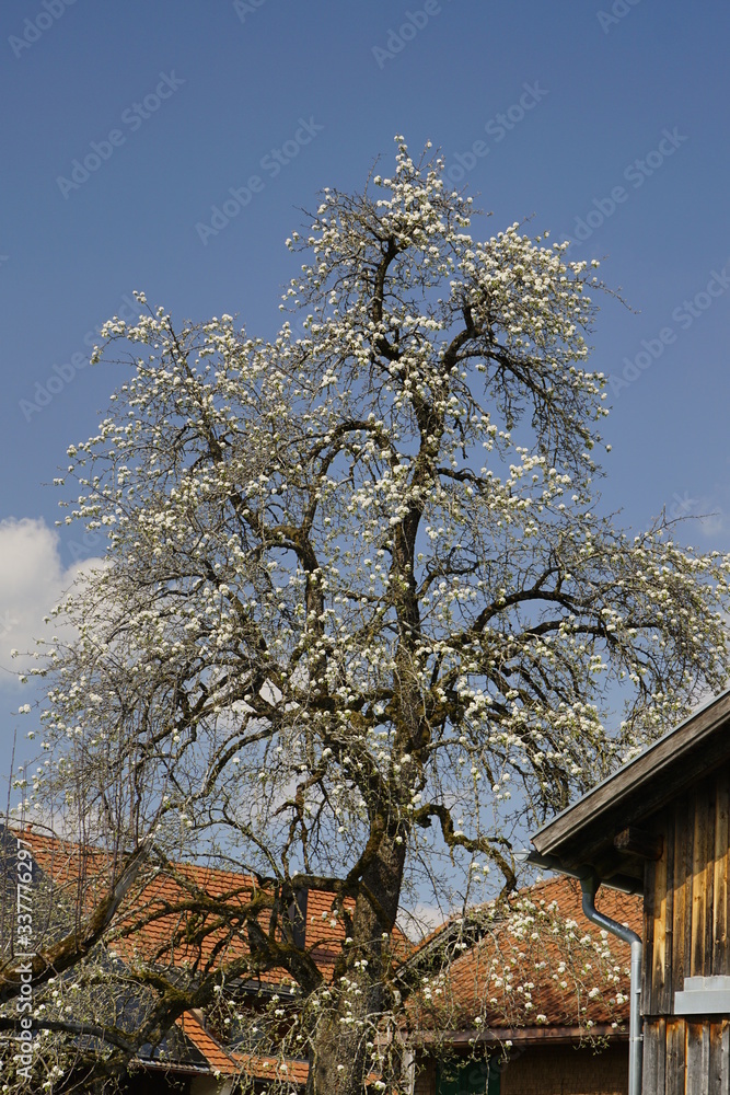 Beautiful tree with white blossoms in front of the blue sky Beautiful tree with white blossoms in front of the blue sky